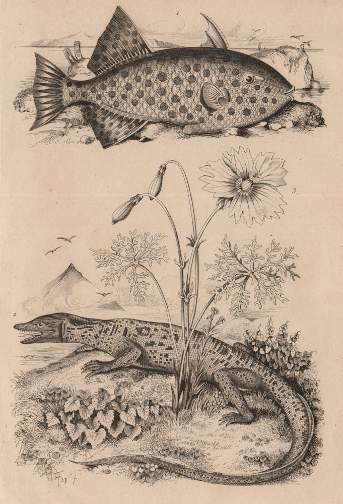 Monacanthidae (filefish). Monitor Lizard. Monsonia speciosa 1834 old print